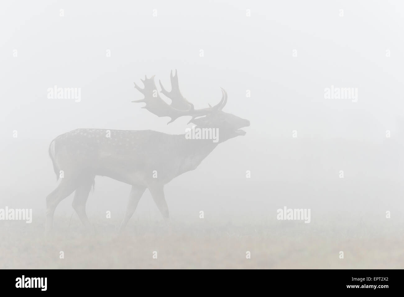 Daims mâles beuglements (Cervus dama) dans la brume du matin pendant la saison du rut, Hesse, Allemagne Banque D'Images