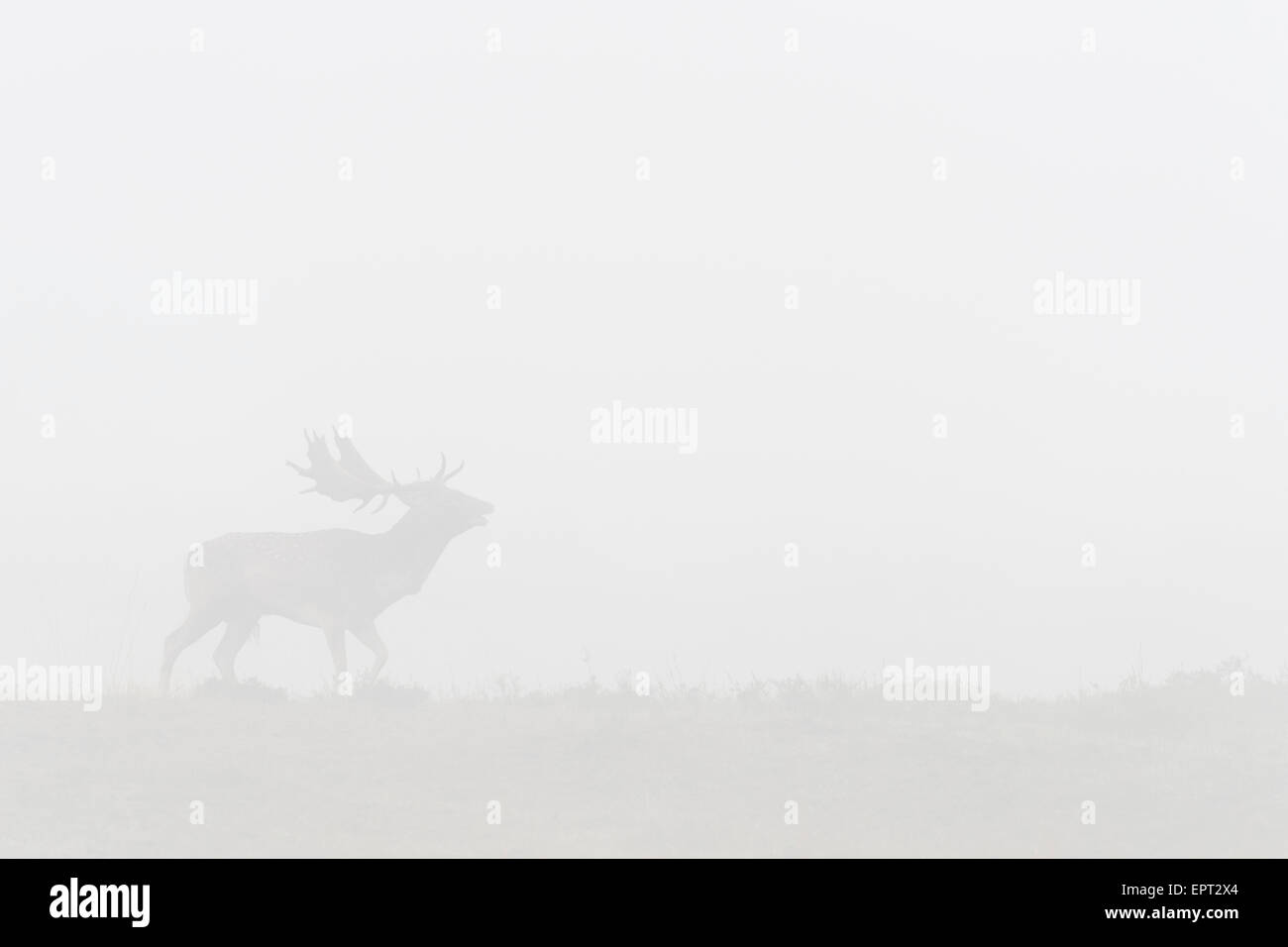 Daims mâles beuglements (Cervus dama) dans la brume du matin pendant la saison du rut, Hesse, Allemagne Banque D'Images