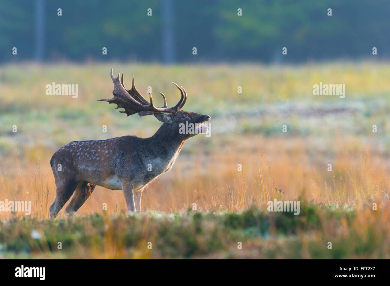 Daims mâles beuglements (Cervus dama) pendant la saison du rut, Hesse, Allemagne Banque D'Images