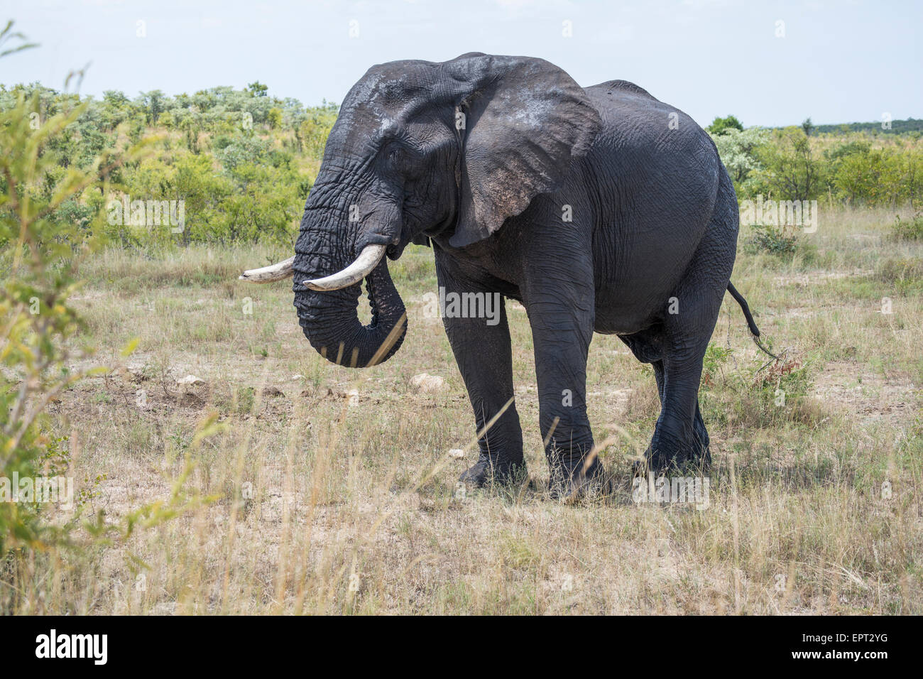 Un éléphant bull se nourrir dans le milieu de la journée dans le Parc National Kruger Banque D'Images