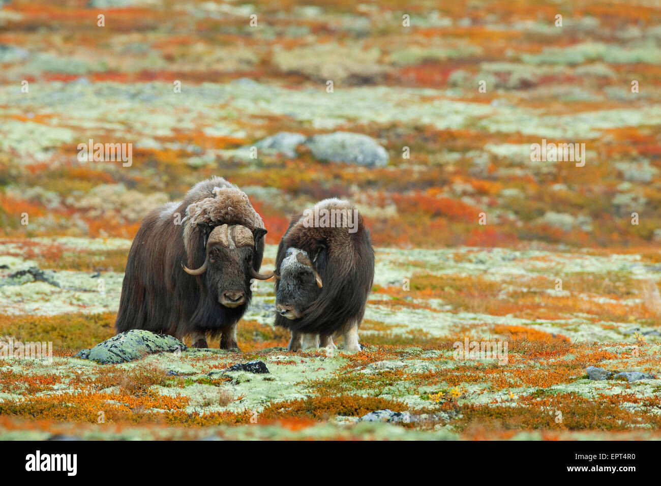 Boeuf musqué (Ovibos moschatus), Dovrefjell Sunndalsfjella Parc National, Norvège Banque D'Images