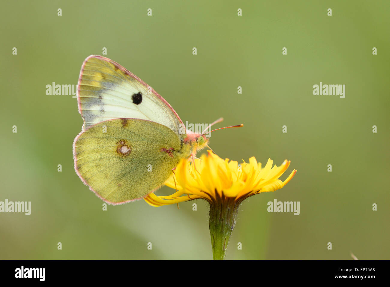 Close-up d'un Berger a obscurci le jaune (Colias sareptensis) butterfly en automne, Haut-Palatinat, en Bavière, Allemagne Banque D'Images