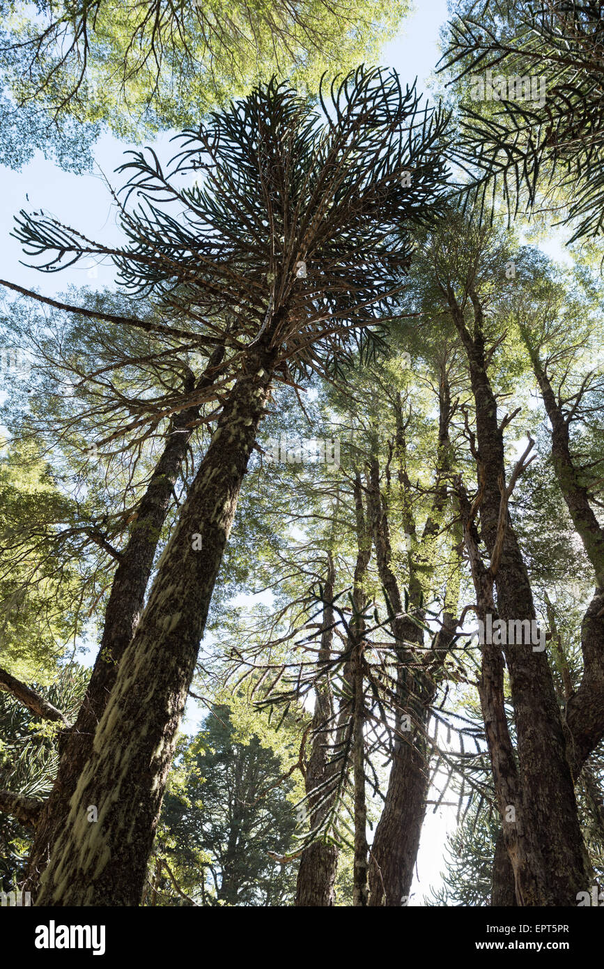 Monkey-puzzle d'arbres dans le Parc National Conguillio, neuvième région de la Araucanía, Chili Banque D'Images