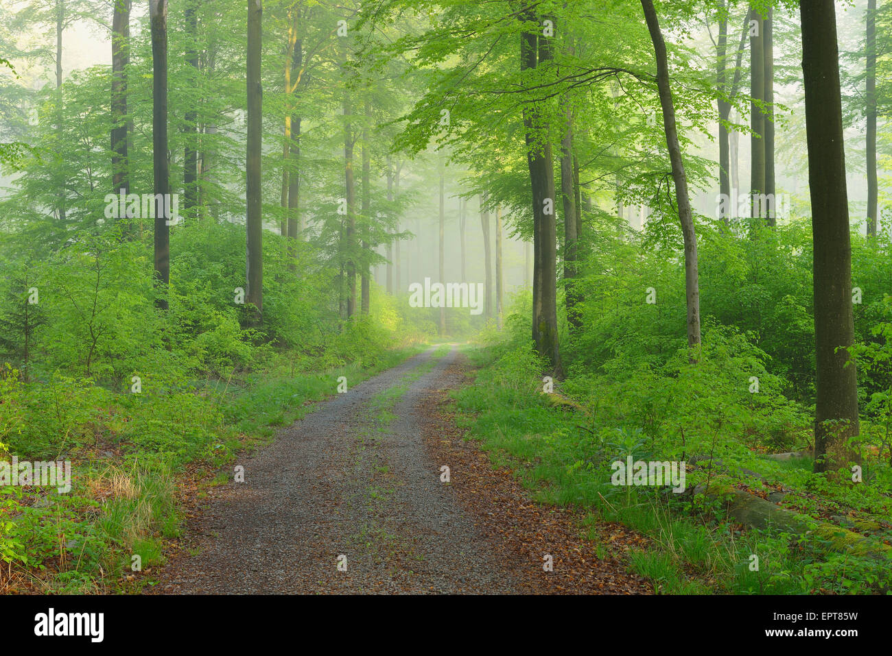 Chemin à travers forêt de hêtres, Spessart, Bavaria, Germany, Europe Banque D'Images