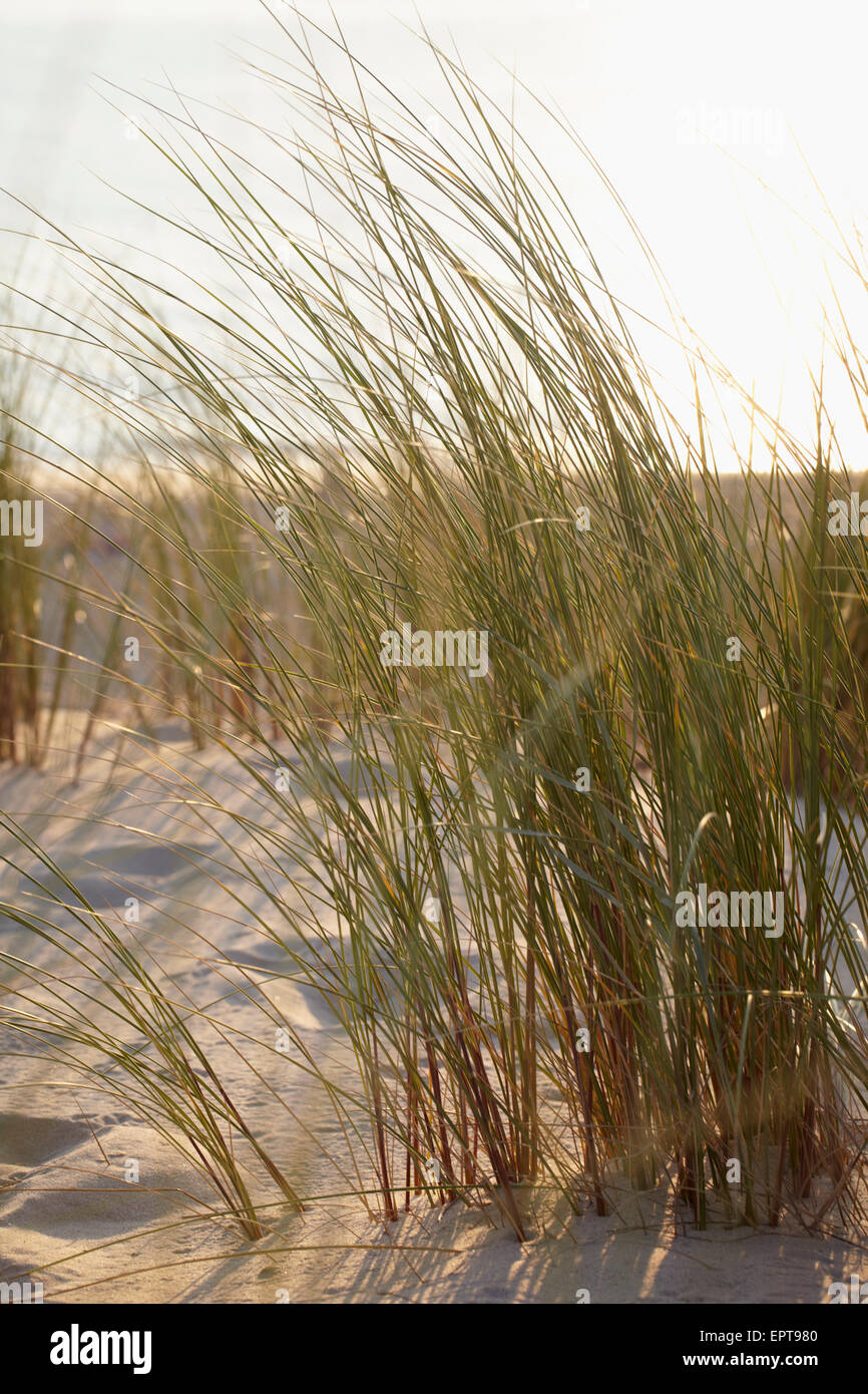 L'herbe des dunes avec du soleil chaud, Arcachon, Aquitaine, France Banque D'Images