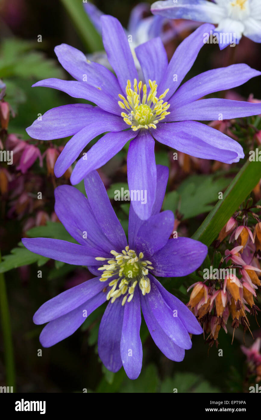 Close up of les fleurs du windflower Anemone blanda, bleu Banque D'Images