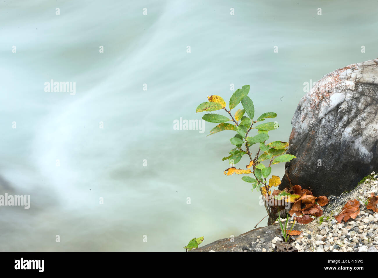 Close-up of goat saule (Salix caprea) arbuste à côté de l'eau courante des gorges de Partnach en automne, Haute-Bavière, Allemagne Banque D'Images