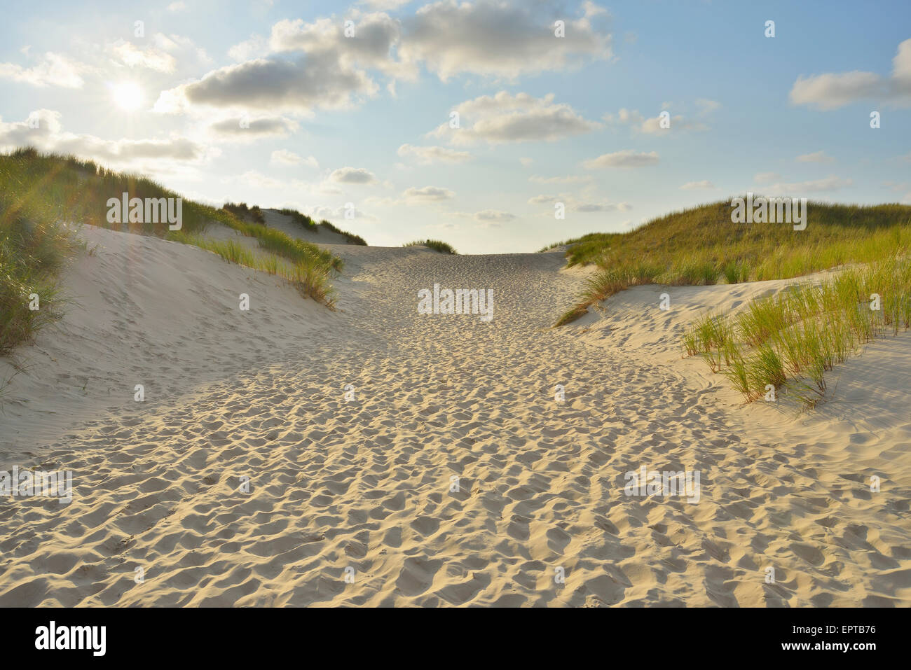 Chemin à travers les dunes de la plage avec le soleil, l'été, l'île de Norderney, Frise orientale, mer du Nord, Basse-Saxe, Allemagne Banque D'Images