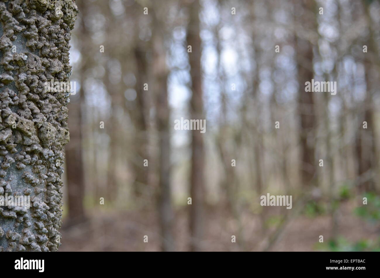 Perception woods Banque D'Images