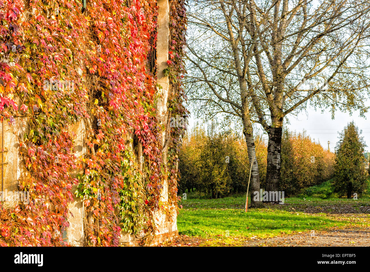 Rouge, vert et orange feuilles de lierre de Boston, du Parthenocissus tricuspidata veitchii, à l'automne sur un vieux mur grunge dans un agriculteur typique maison en campagne italienne Banque D'Images