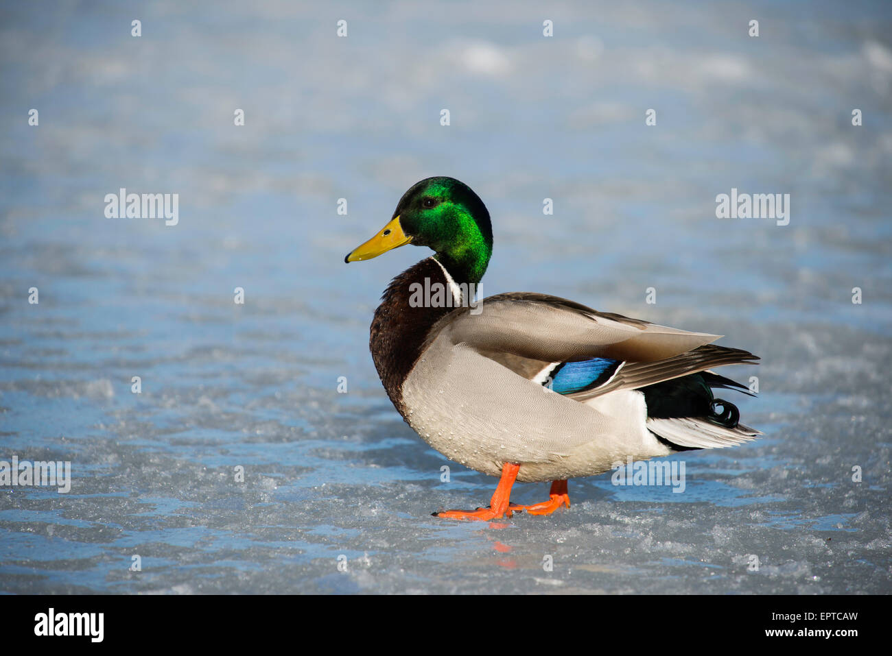Canard colvert, tête verte, mâle, ( Anas platyrhynchos ), Amérique du Nord, par Bruce montagne/Dembinsky photo Assoc Banque D'Images