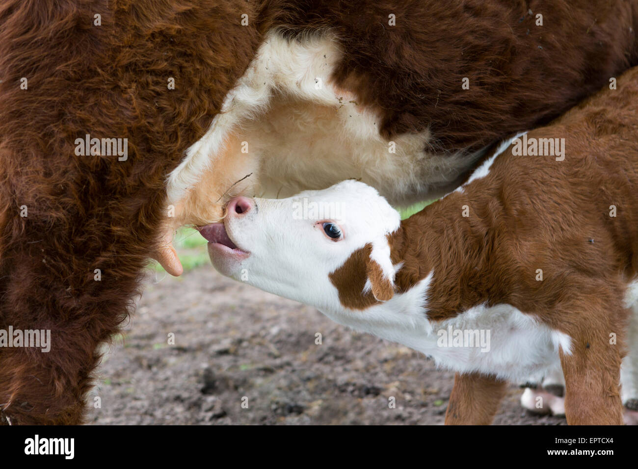 Veau Hereford boire du lait à la cuillère de sa mère vache dans les Pays-Bas, à proximité shot Banque D'Images