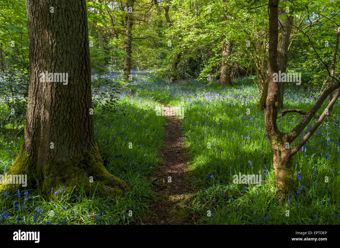 Image HDR de chemin à travers English bluebells, Hyacinthoides non-scripta, dans Nutnell's Wood, Bromsgrove, Worcestershire, Royaume-Uni Banque D'Images Image HDR de chemin à travers English bluebells, Hyacinthoides non-scripta, dans Nutnell's Wood, Bromsgrove, Worcestershire, Royaume-Uni Banque D'Images