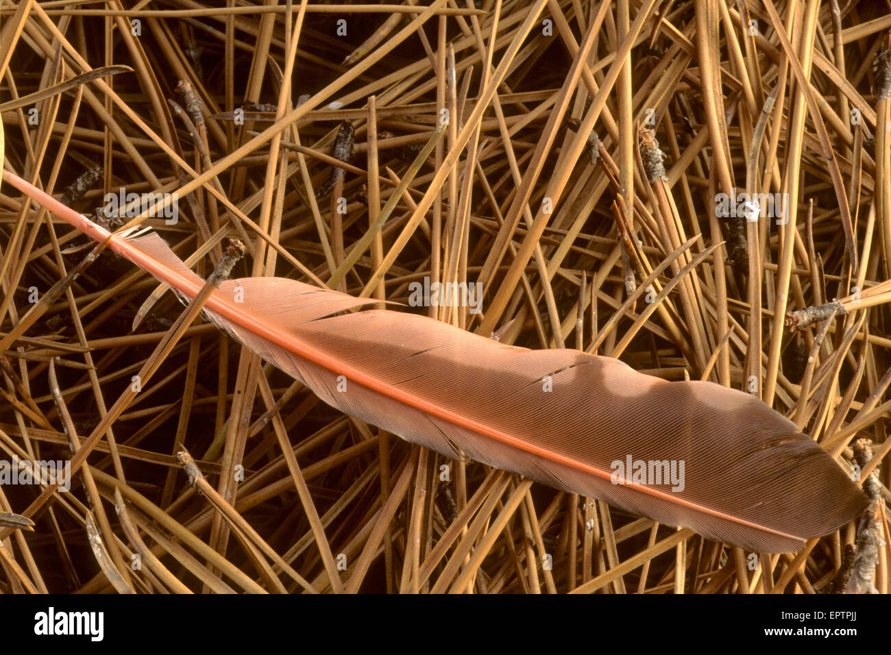 Le Nord (rouge-shafted) flicker (primaire) vol feather Banque D'Images