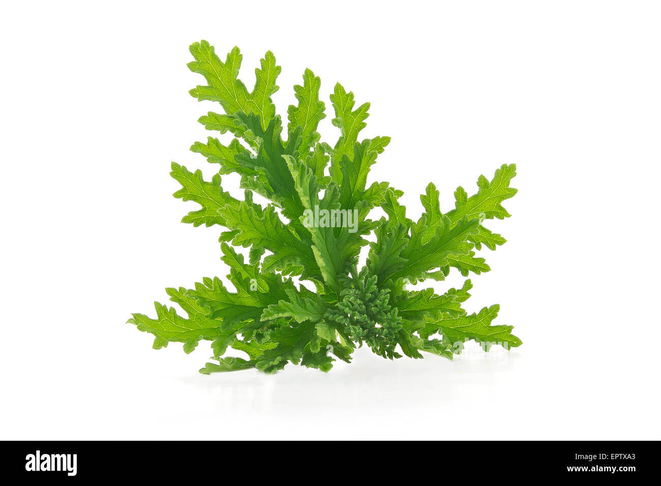 Toutes les feuilles de citronnelle insectifuge mosquito usine on white Banque D'Images