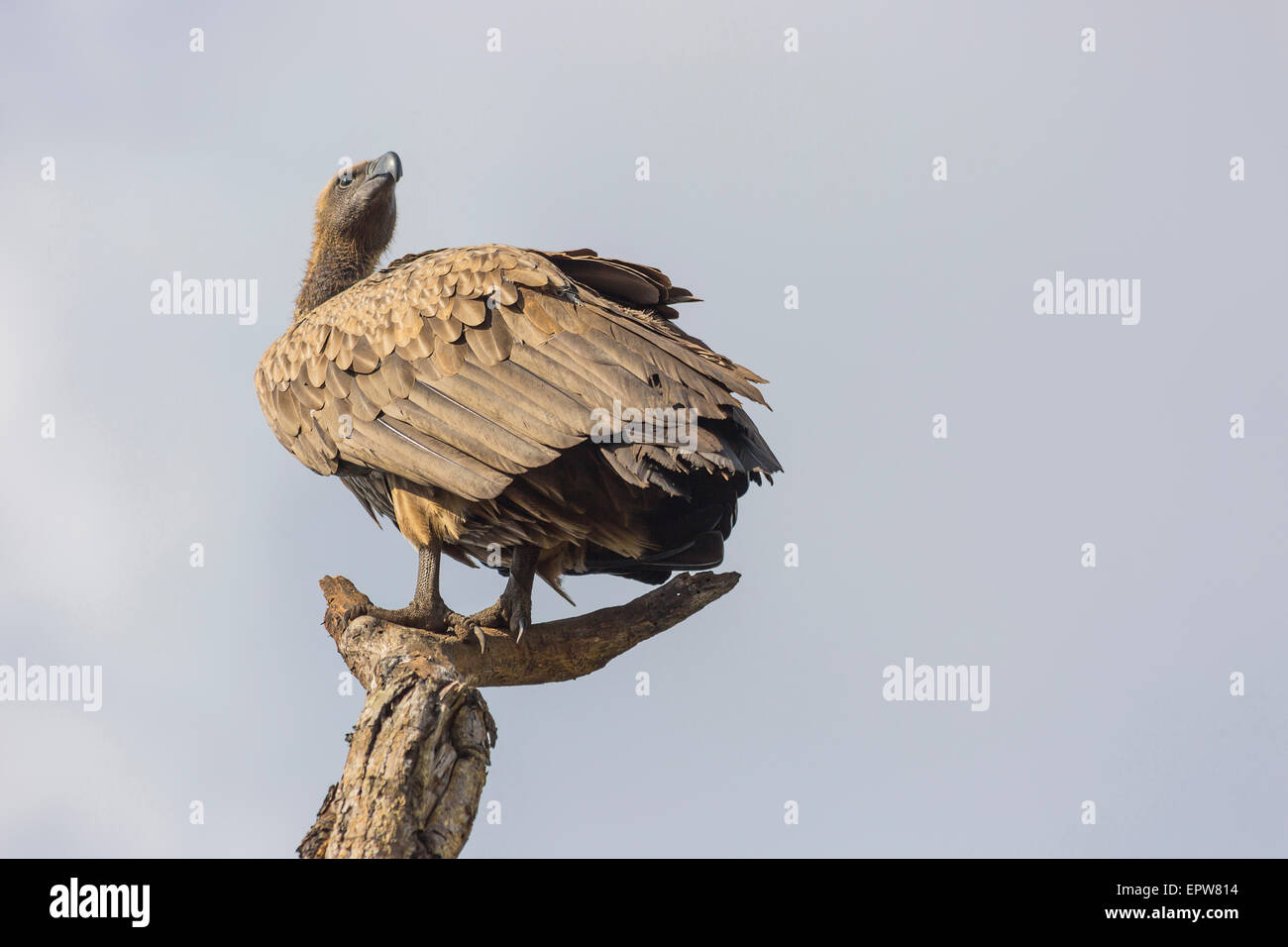 Vautour blanc en haut d'un arbre mort close up on a clear day Banque D'Images