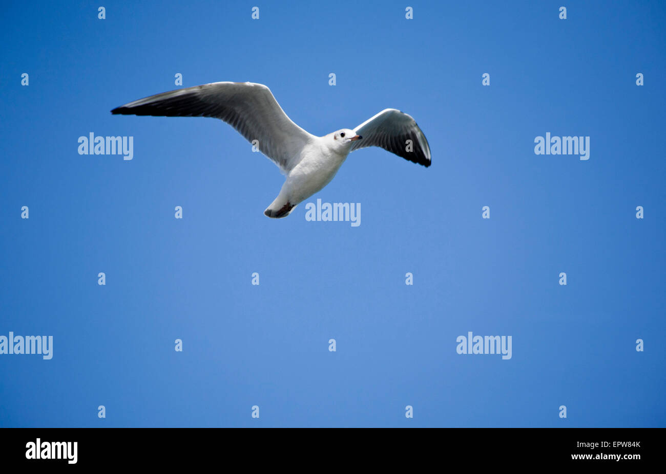Une mouette à tête noire Banque D'Images