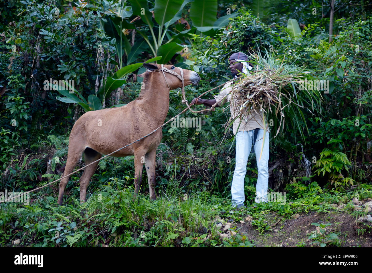 Jeune homme avec un mulet et l'herbe coupée à l'alimentation du bétail, Rivière Froide, Département de l'Ouest, Haïti Banque D'Images