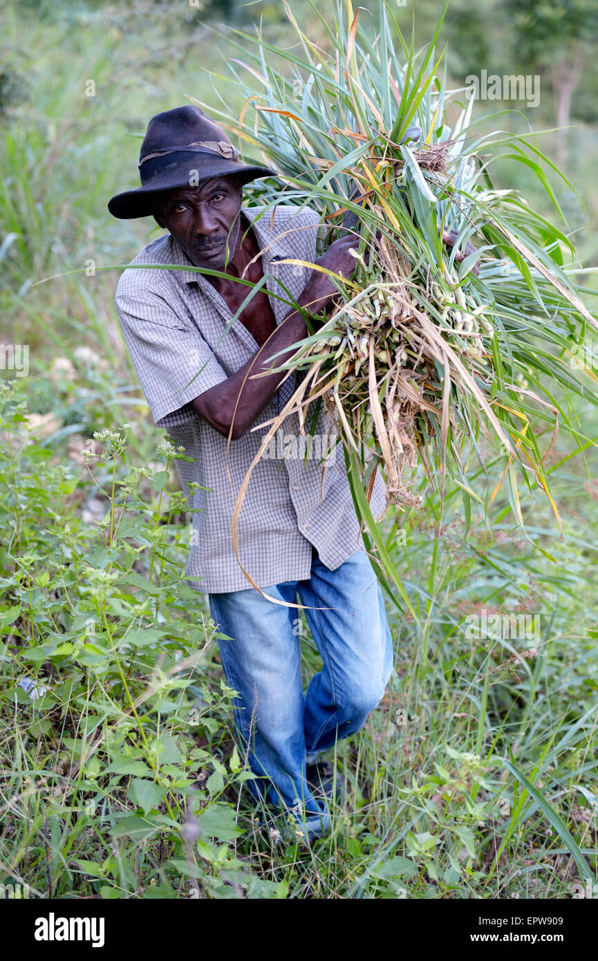Vieil homme gazon à l'alimentation du bétail, Rivière Froide, Département de l'Ouest, Haïti Banque D'Images