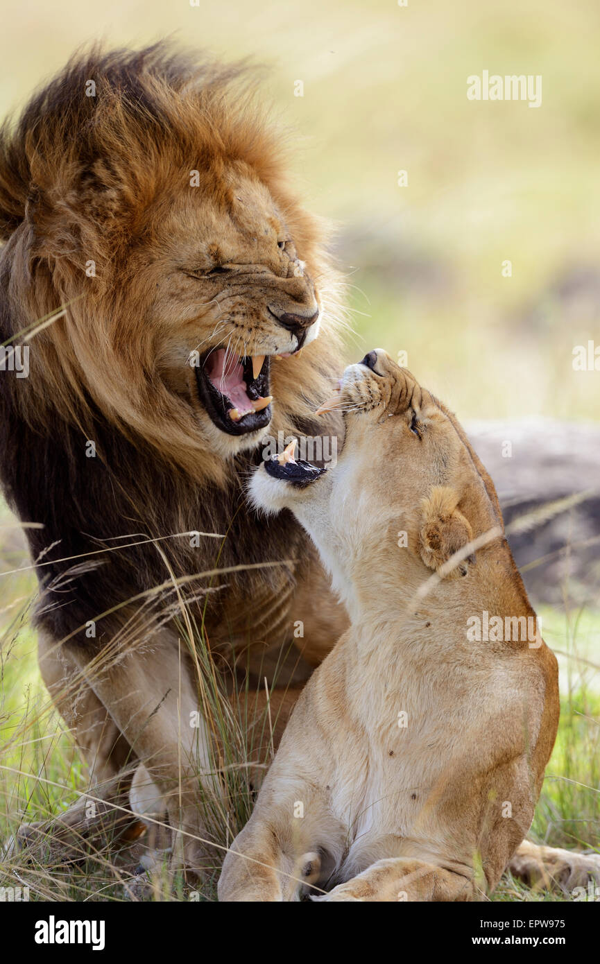 Lion (Panthera leo), lion paire couple accouplement, siffler à chaque autre, Maasai Mara National Reserve, Kenya Banque D'Images