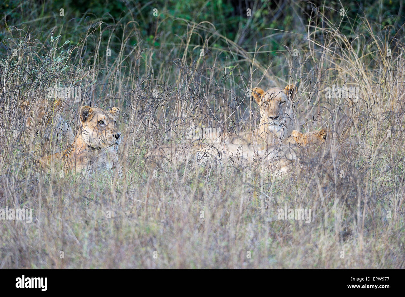 Lionnes (Panthera leo) couché dans l'herbe haute, le parc national de South Luangwa, en Zambie Banque D'Images