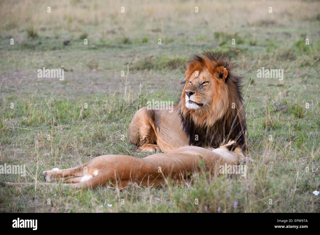 Les lions (Panthera leo), couple lion allongé dans l'herbe, l'homme garde sa compagne, Maasai Mara National Reserve, Kenya Banque D'Images
