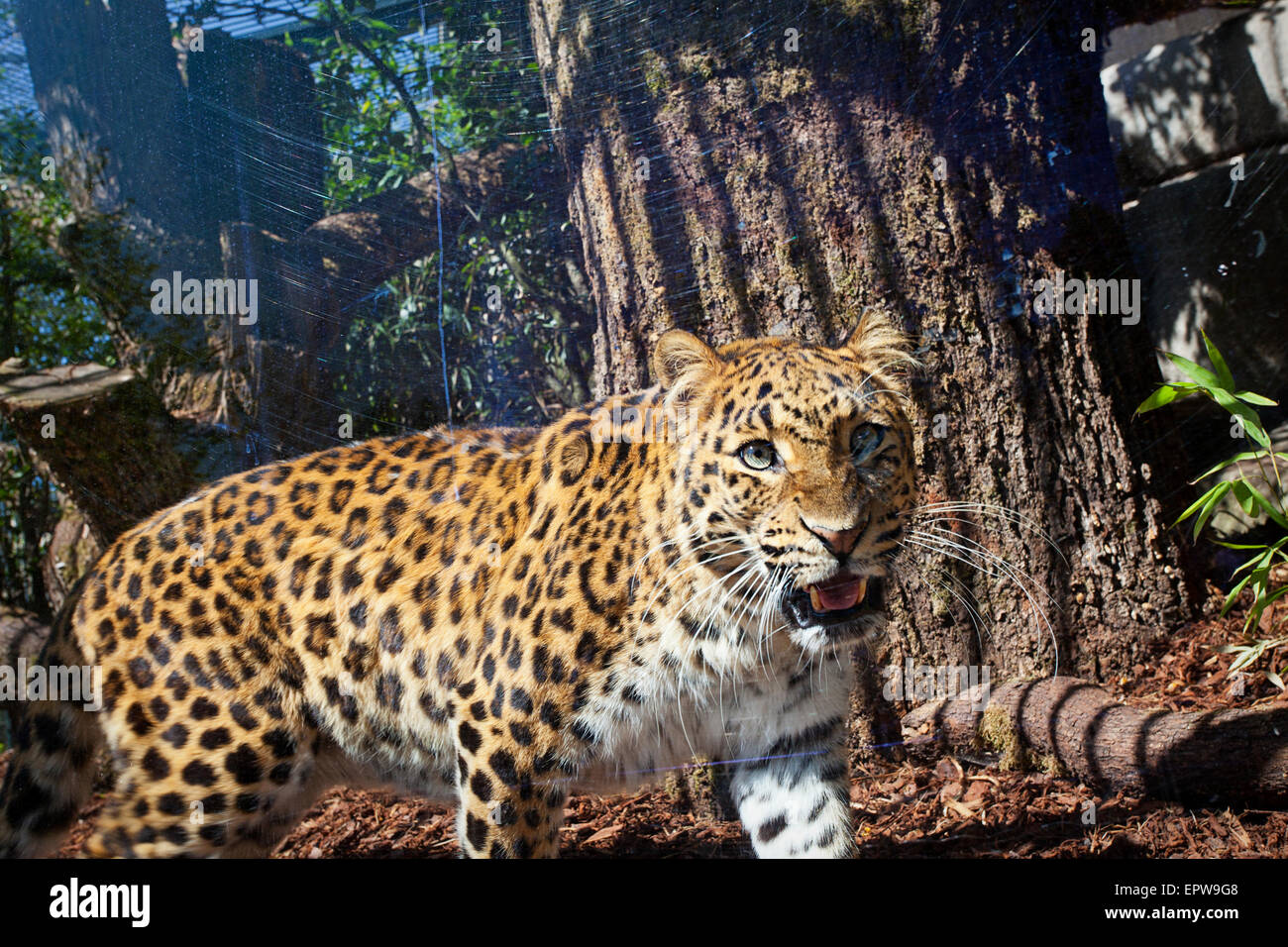Chinese-Leopard stimulation à la Zoo de Paris Banque D'Images
