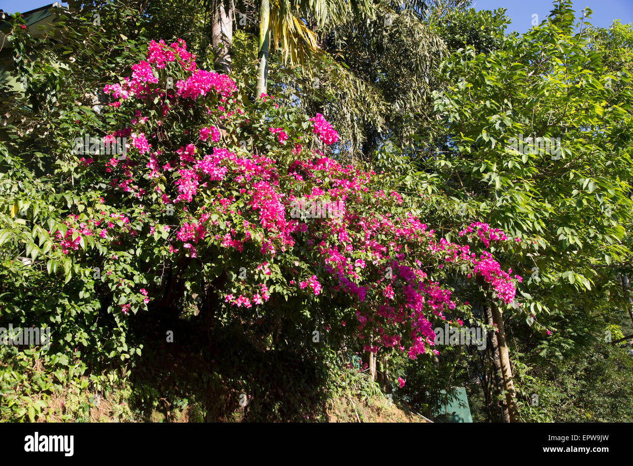 Fleurs de bougainvilliers roses dans les hautes terres du Sri Lanka, Asia Banque D'Images