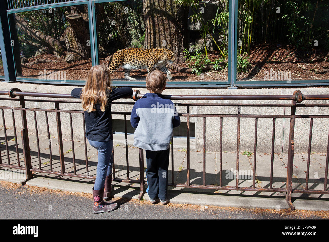 Garçon et fille regarder une Chinese-Leopard (Panthera pardus japonensis) stimulation à la Zoo de Paris Banque D'Images