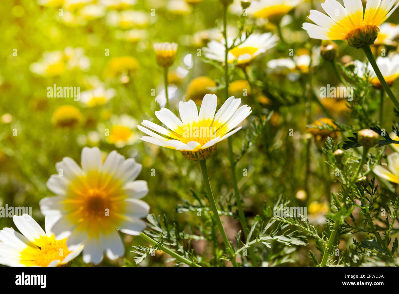 Domaine de la grande camomille blanc dans la lumière du soleil Banque D'Images