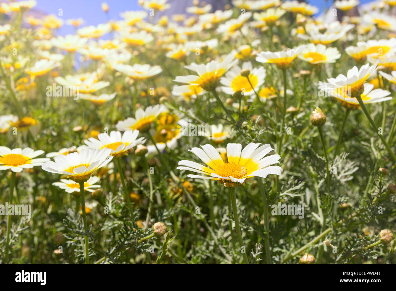 Domaine de la grande camomille blanc dans la lumière du soleil Banque D'Images