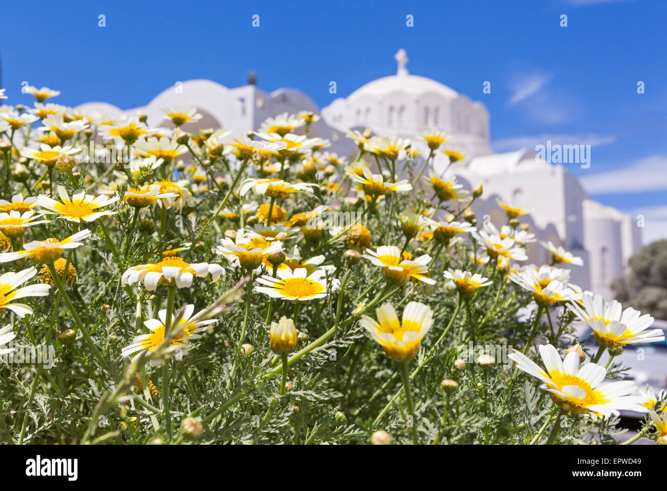 Domaine de la camomille et de l'Église bâtiment blanc, Grèce, Santorin Banque D'Images