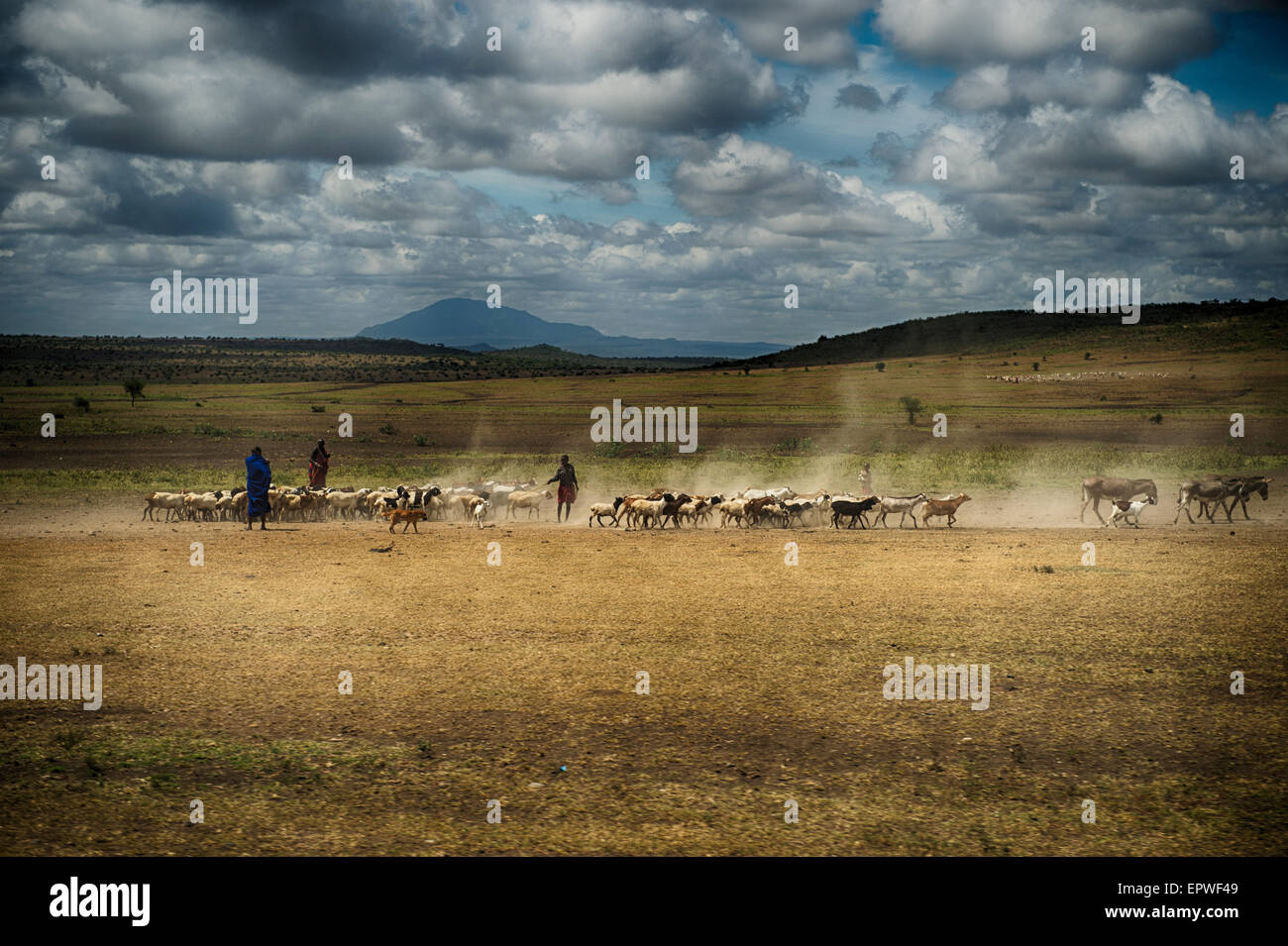 L'élevage des chèvres, des tribus massaï et les ânes en Tanzanie, Afrique de l'Est, ciel nuageux et poussiéreux. Banque D'Images