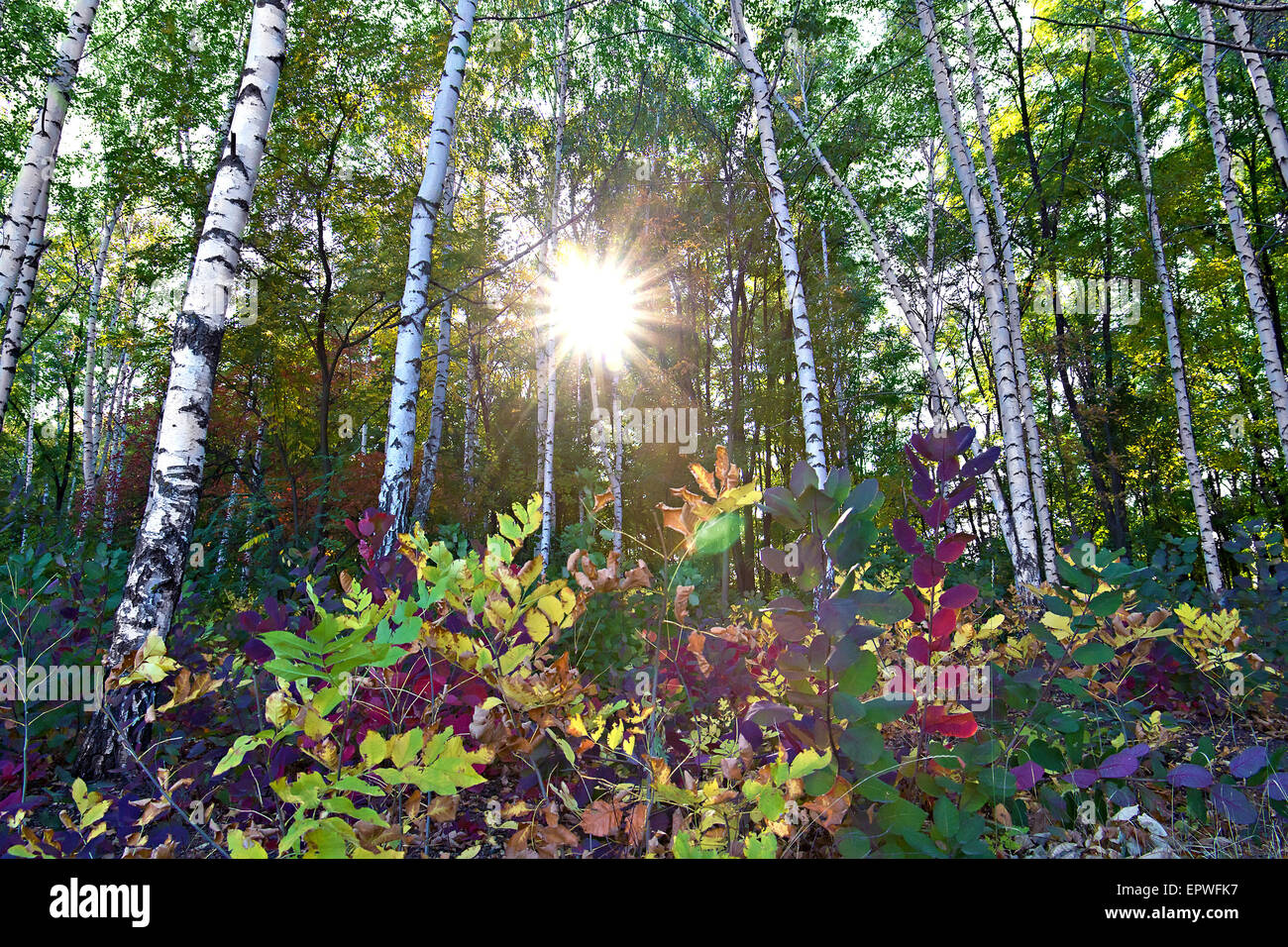 Prairie à l'automne forêt de bouleaux dans la lumière du soleil Banque D'Images