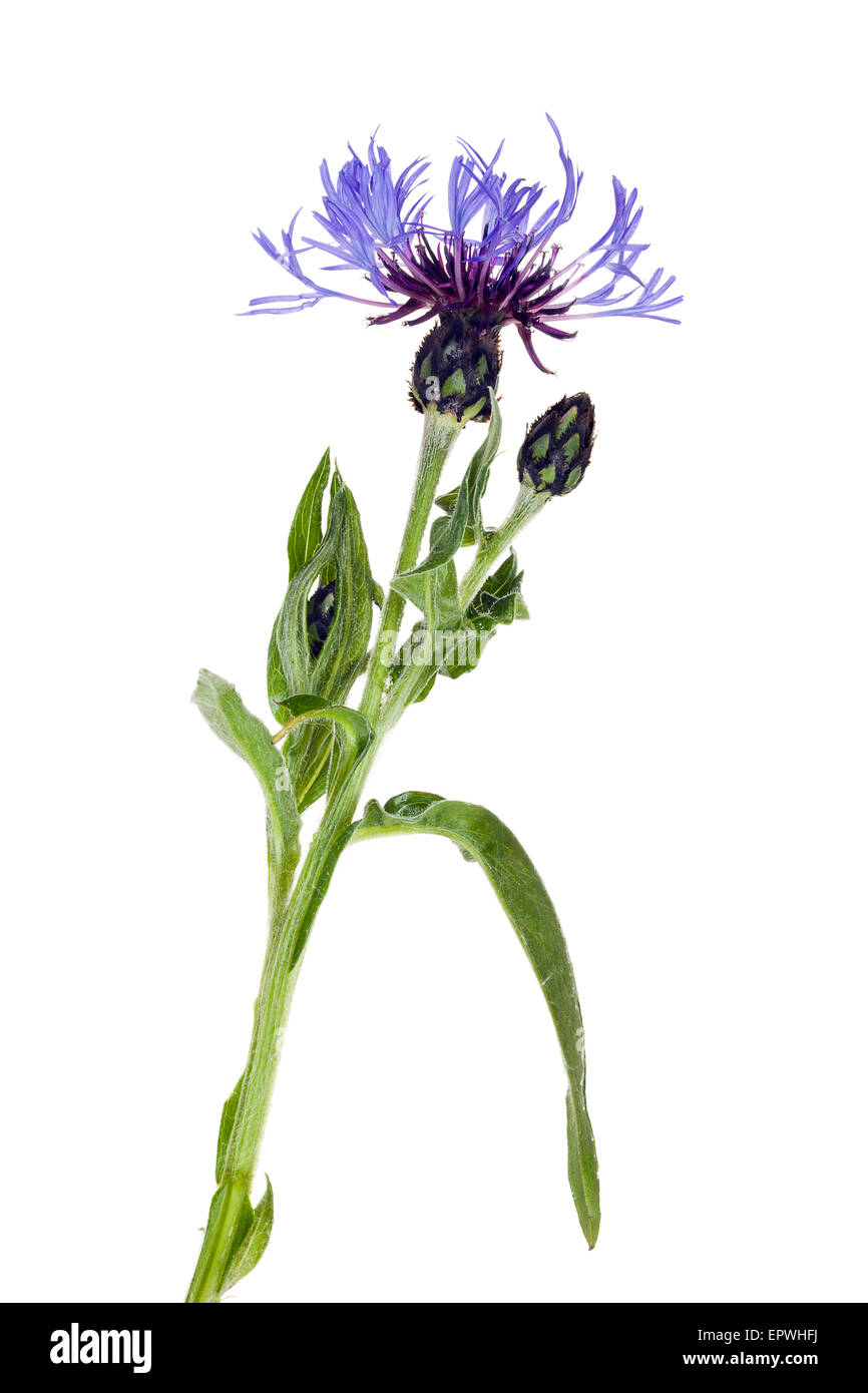 Centaurea montana, bleuet de montagne ou un baccalauréat isolés Bouton Banque D'Images