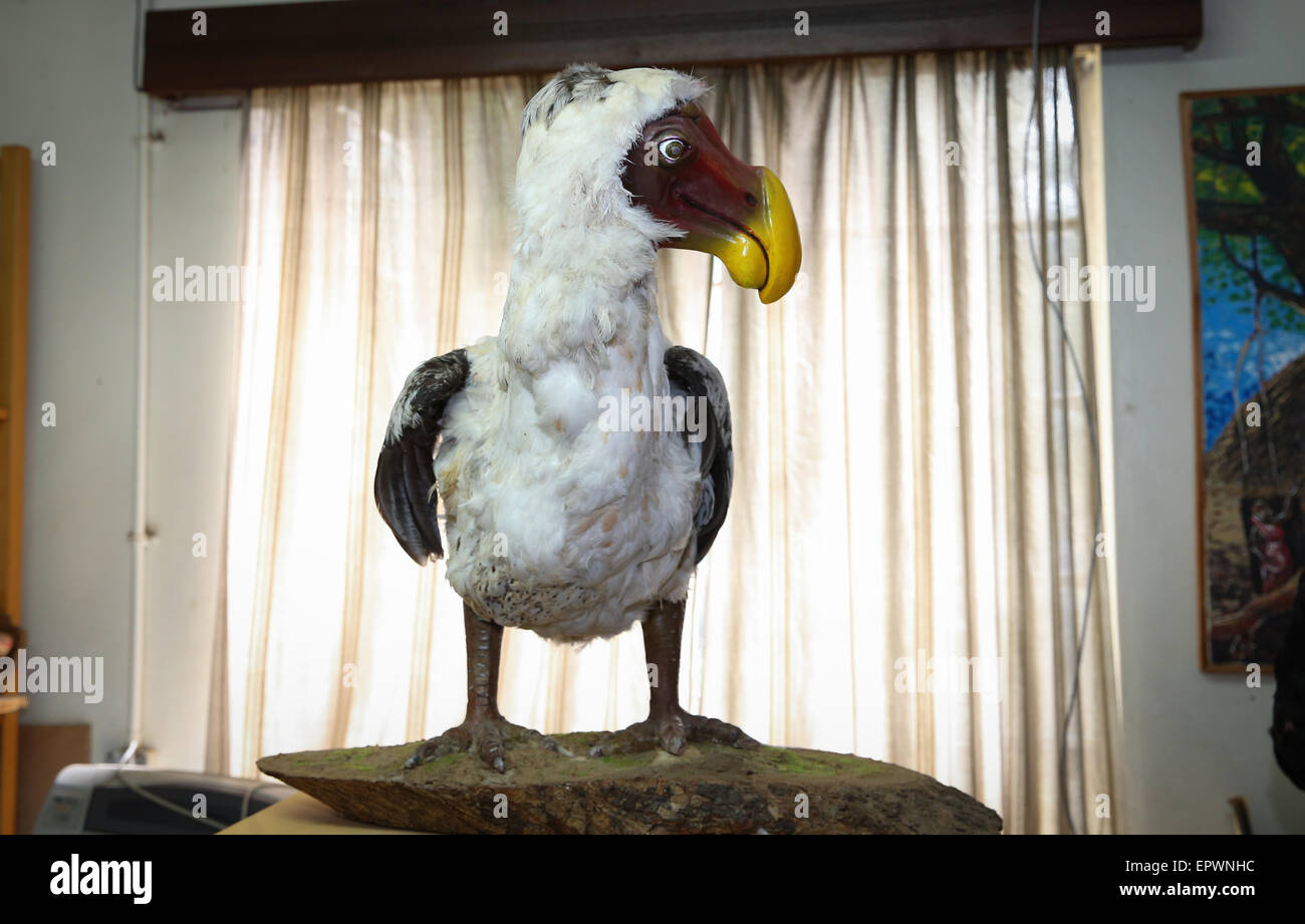 (150522) --NAIROBI, 22 mai 2015 (AFP) --Photo prise le 21 mai 2015 afficher un modèle de dodo au Musée National du Kenya à Nairobi, Kenya. Le dodo est une espèce d'oiseau qui était endémique à l'île Maurice, à l'Est de Madagascar dans l'Océan Indien. Le dodo, jouit d'une reconnaissance de son rôle dans l'histoire d'Alice au Pays des Merveilles, et il est depuis devenu un incontournable dans la culture populaire, souvent comme un symbole de l'extinction et l'obsolescence. Le 22 mai est marquée comme la Journée internationale de la diversité biologique avec le thème de cette année de la biodiversité pour le développement durable Banque D'Images