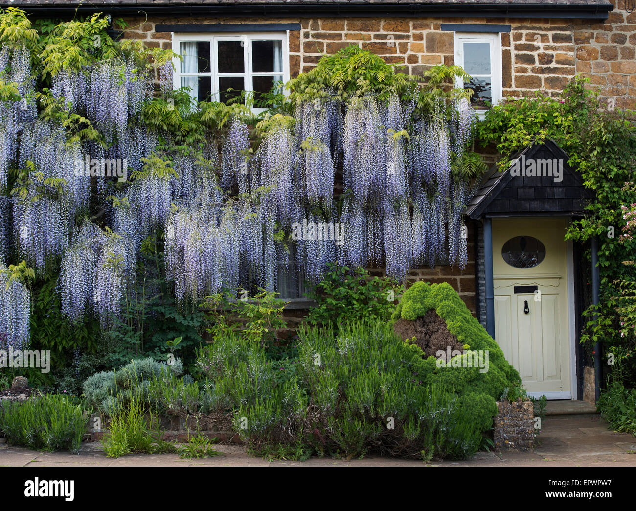 Cottage couvert de Wisteria floribunda fleurs à Adderbury, Oxfordshire en Angleterre Banque D'Images