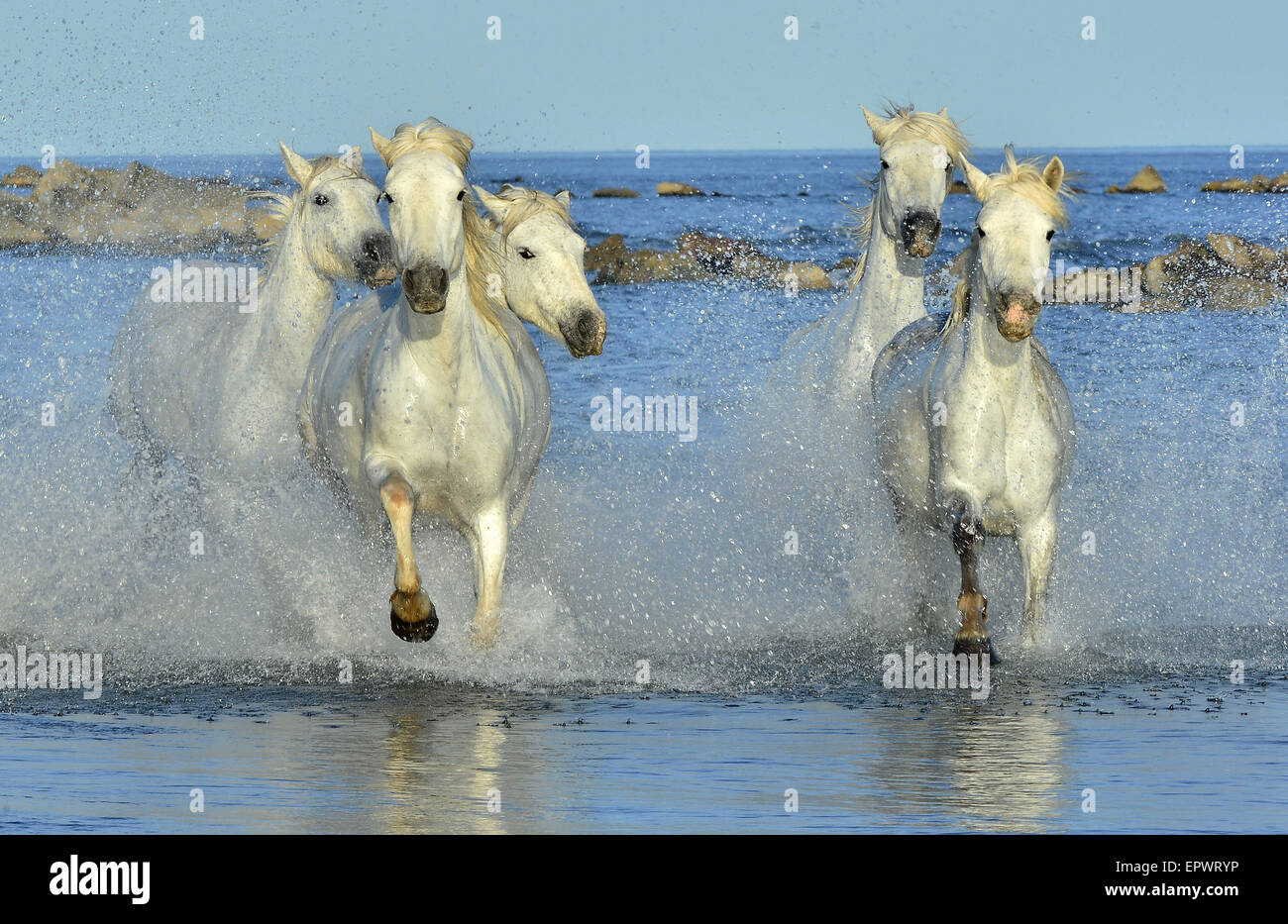 Chevaux blancs de Camargue qui traversent l'eau. France Banque D'Images