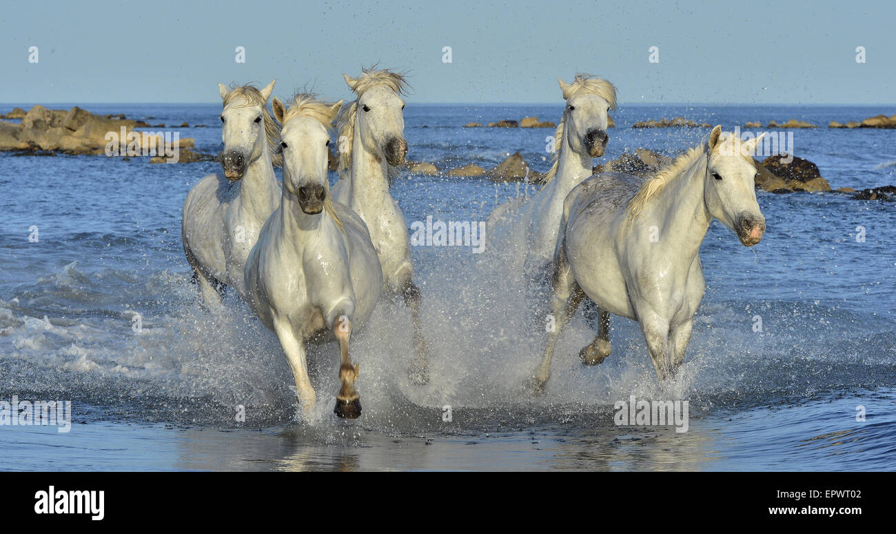 Chevaux blancs de Camargue qui traversent l'eau. France Banque D'Images