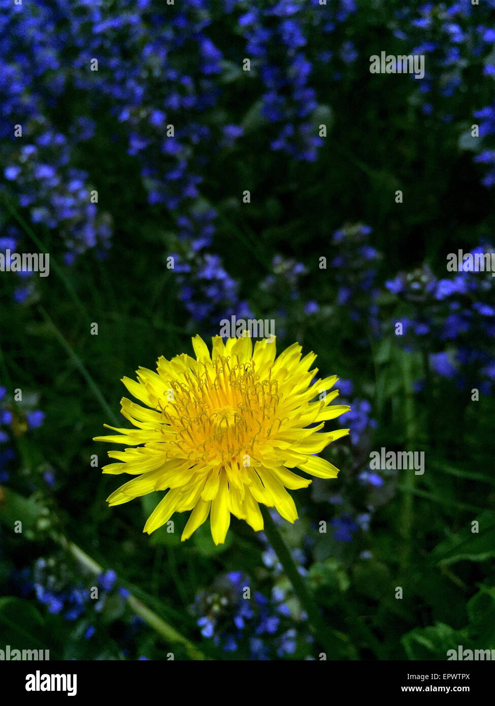 Le pissenlit close up. Banque D'Images