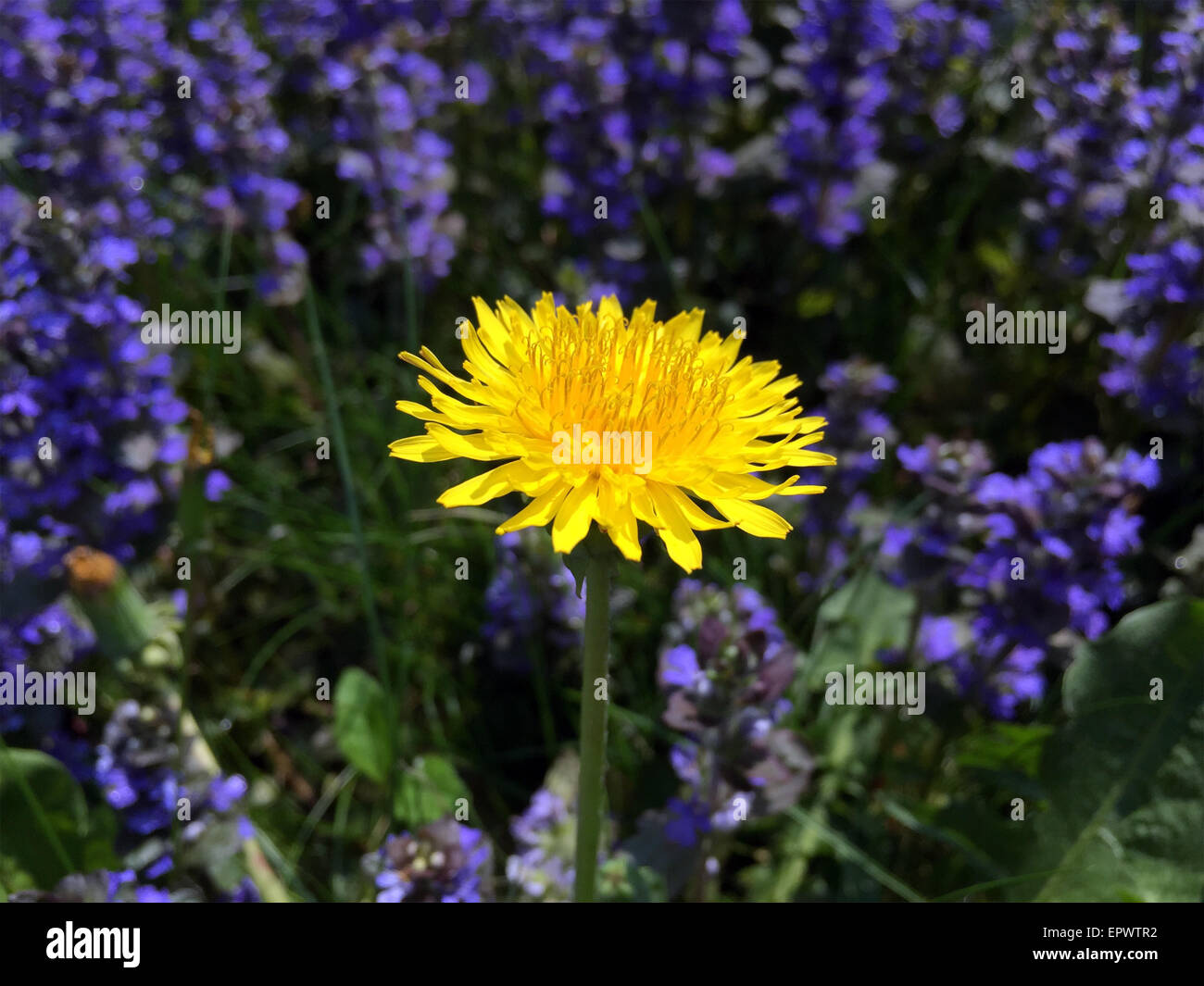 Le pissenlit close up. Banque D'Images