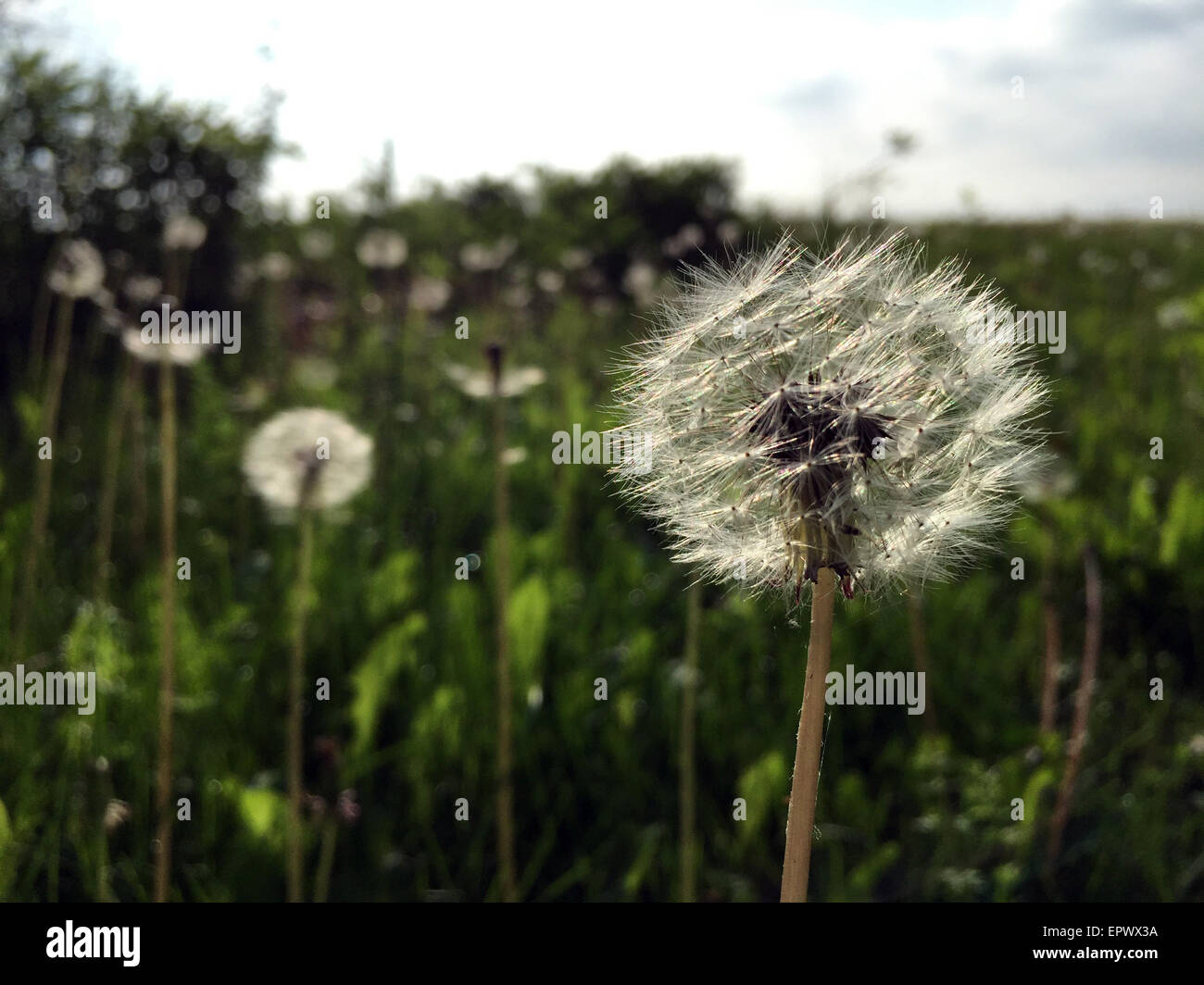 Le pissenlit close up. Banque D'Images