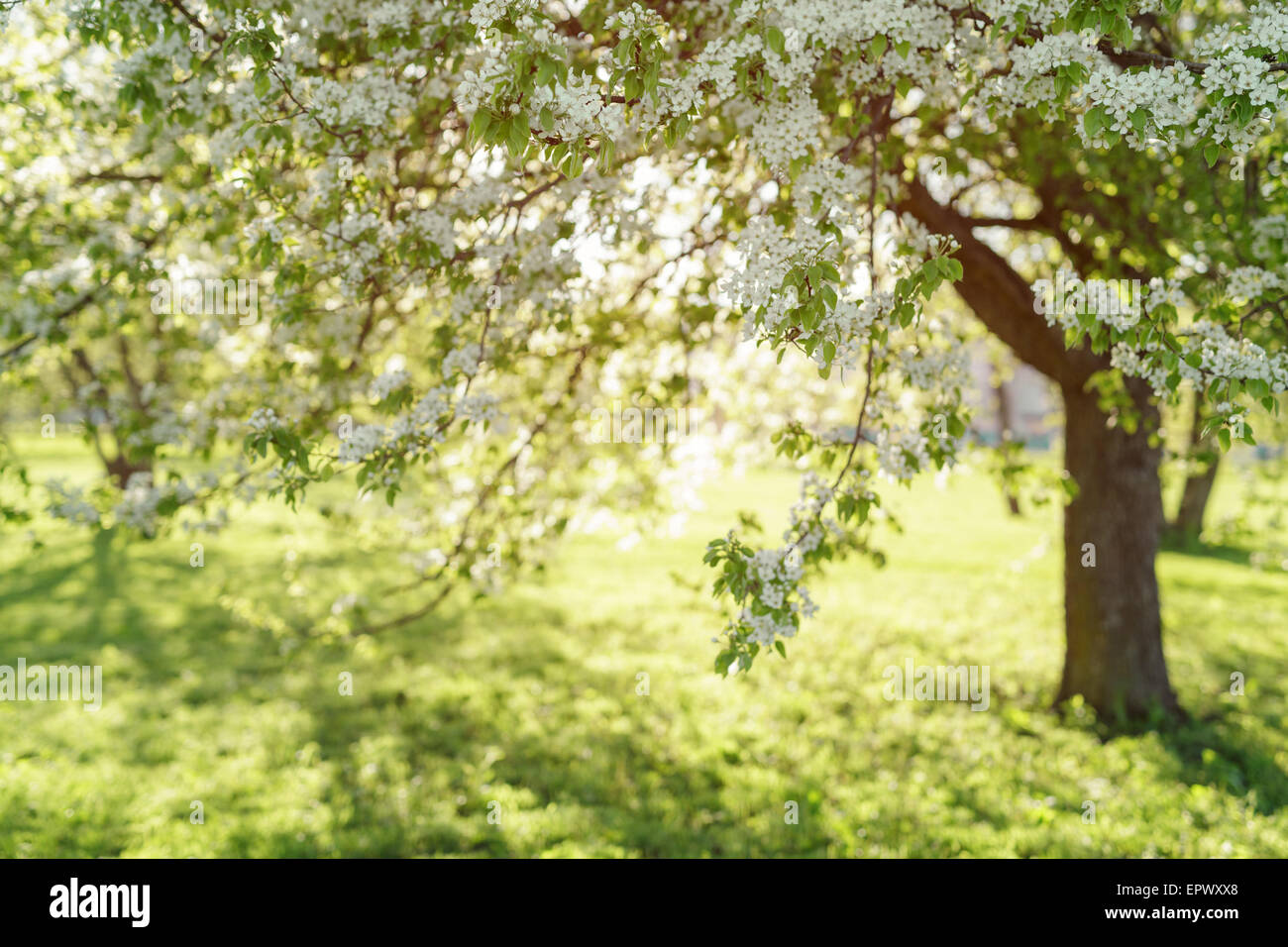 Fleurs de pommier à sunny day Banque D'Images