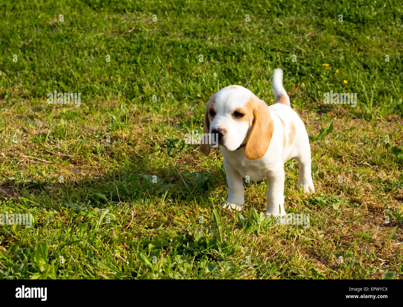 Beagle chiot mignon debout sur l'herbe. Banque D'Images