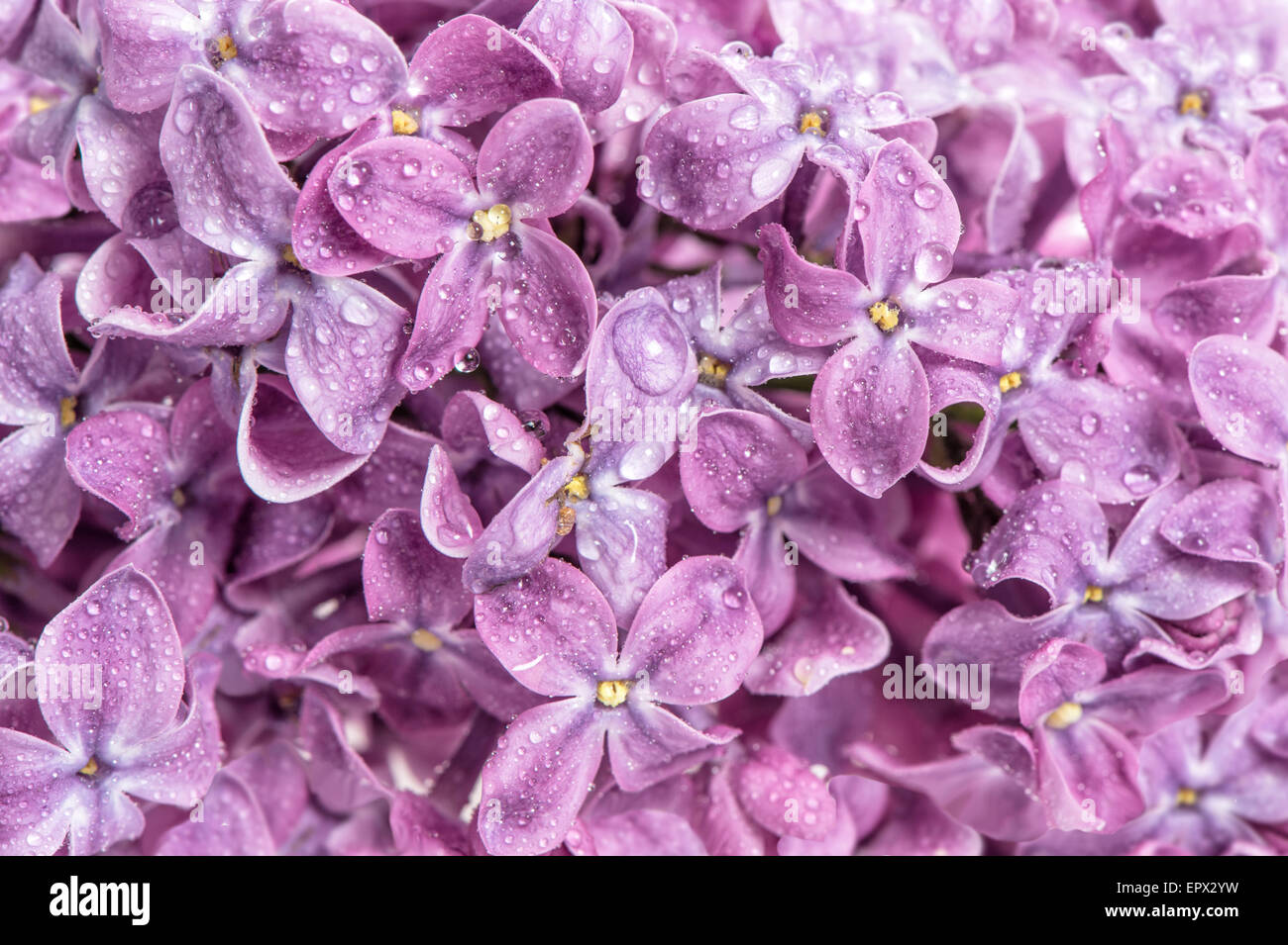 Fleurs lilas de printemps avec de l'eau baisse. Arrière-plan de la nature. Fleurs rose Banque D'Images