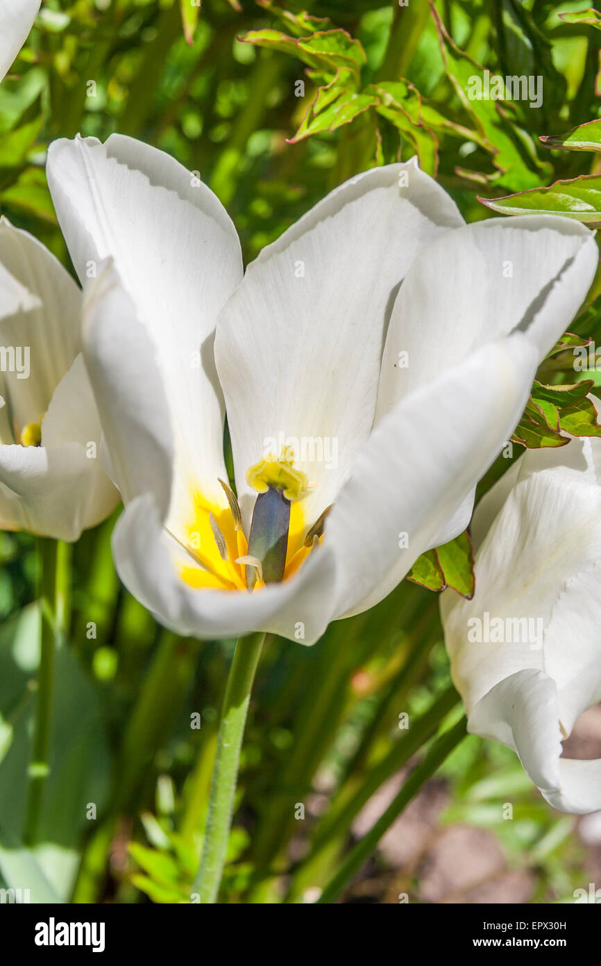 Tulipe blanche Banque D'Images