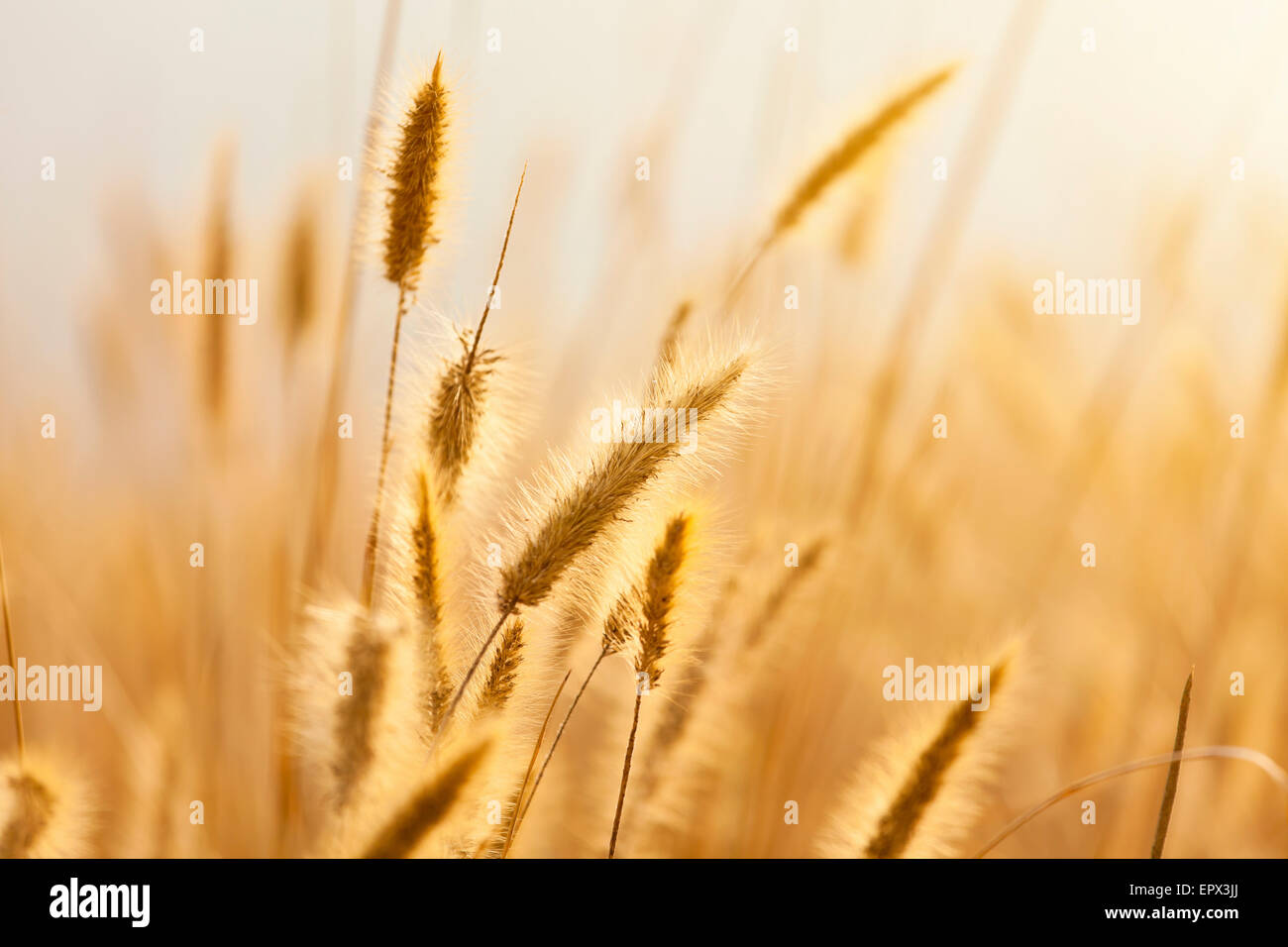 Un champ de seigle mûr contre le soleil levant Banque D'Images