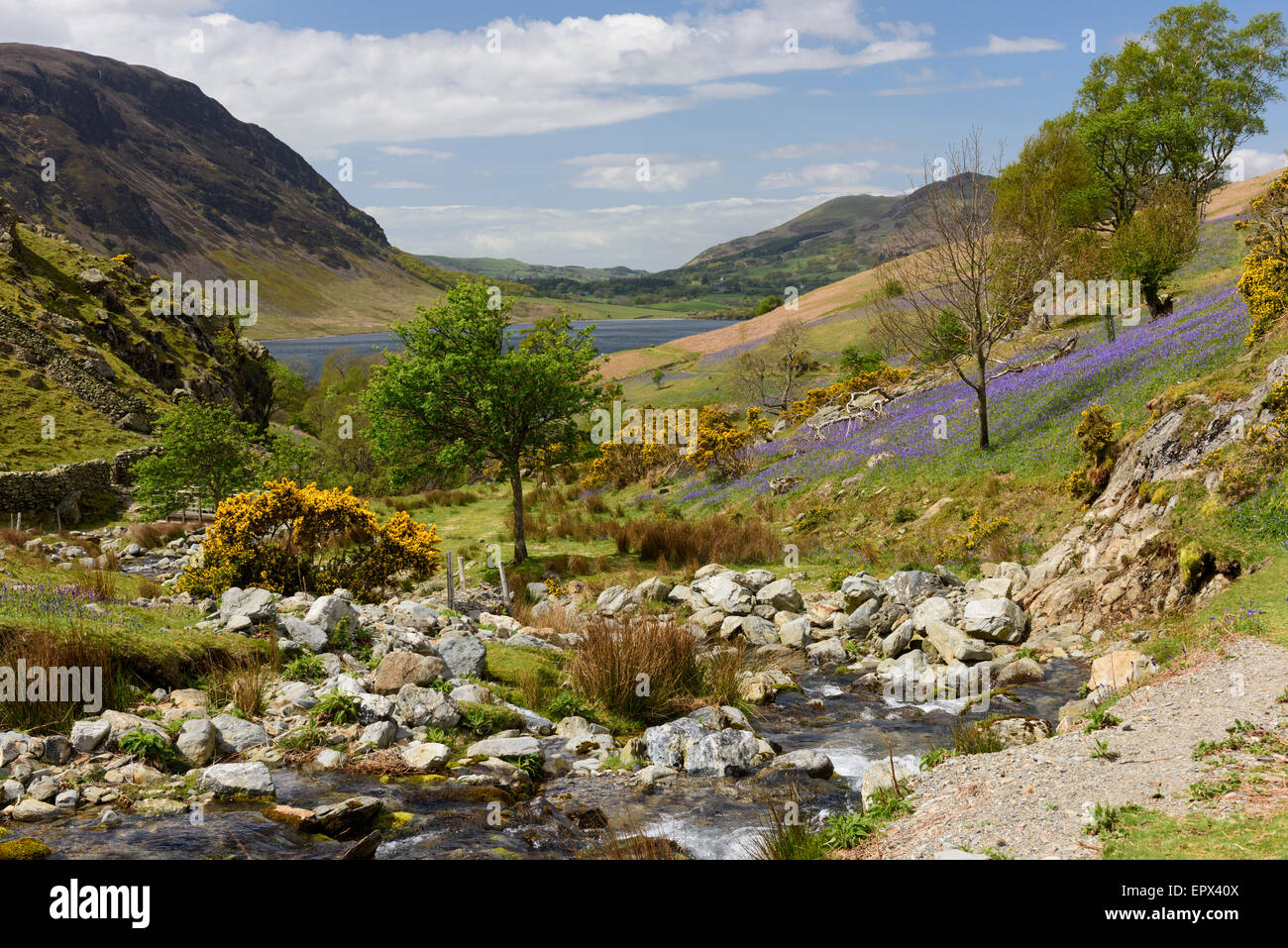 Rannerdale, Cumbria en saison bluebell Banque D'Images