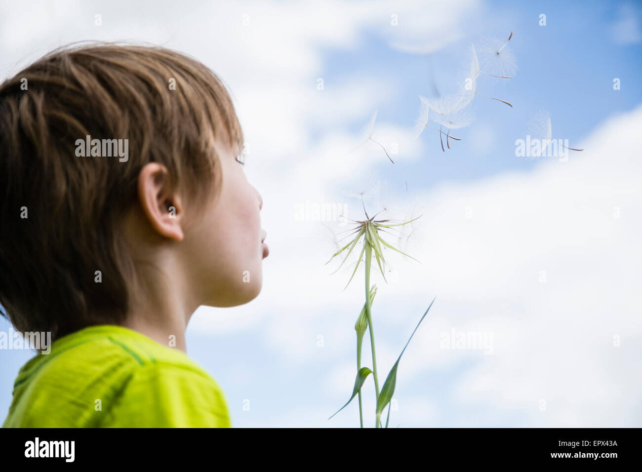 Boy (6-7) blowing dandelion Banque D'Images