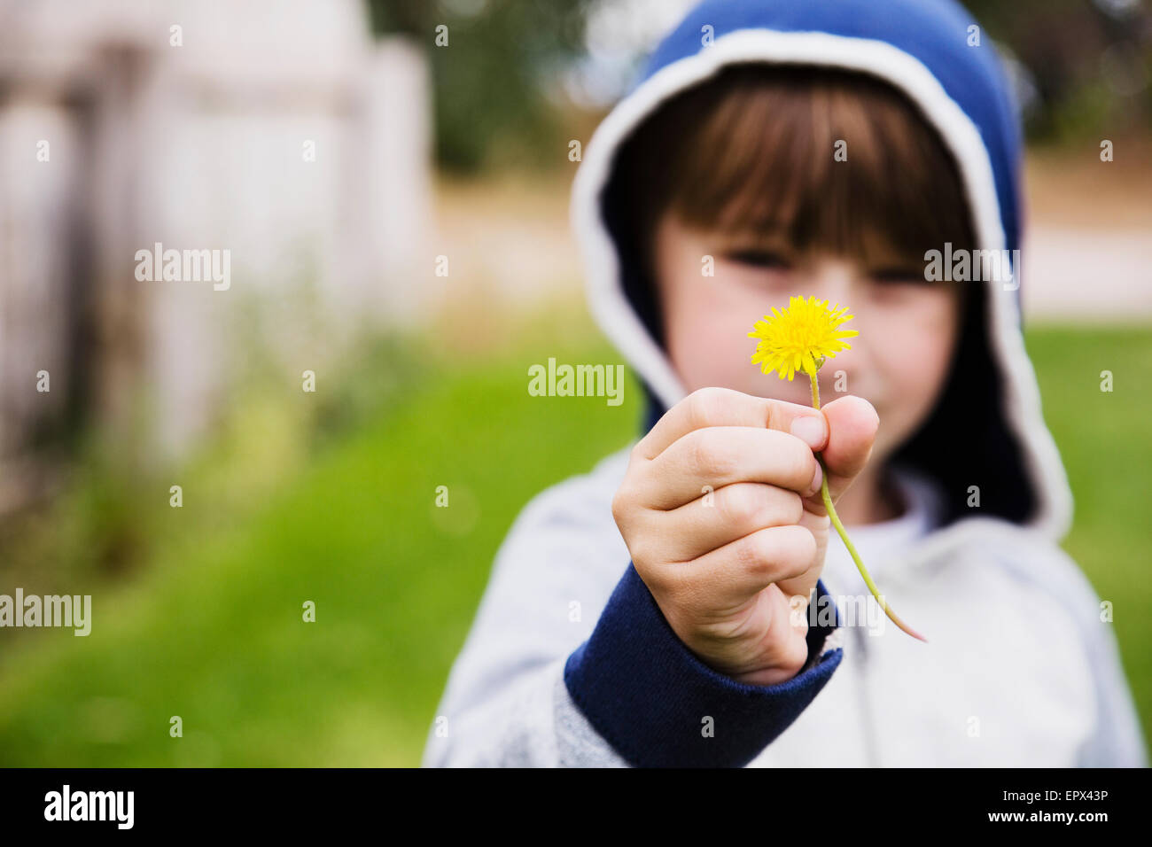 Boy (6-7) holding dandelion Banque D'Images